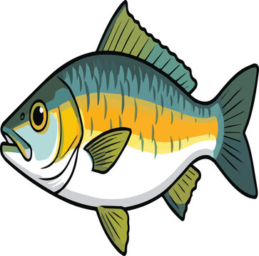 Hilsha Fish at a vector art with white background.