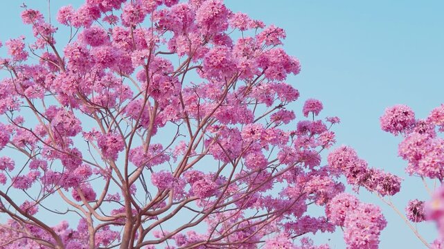 Pink Tabebuia Flowers Blooming on Tree Branches Against Clear Blue Sky in Spring