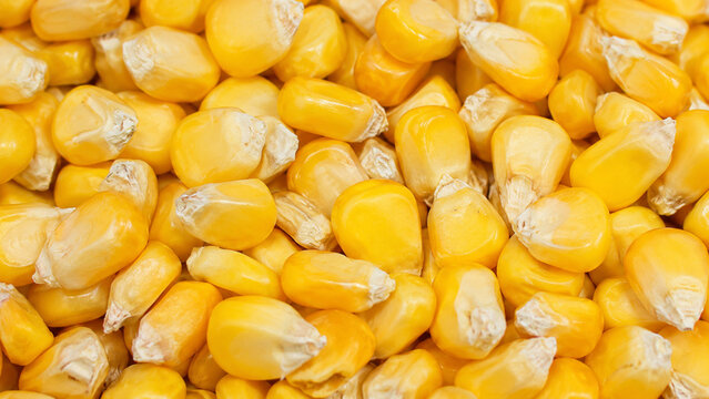 Corn Kernel Texture Background Close Up Yellow Maize Grain 