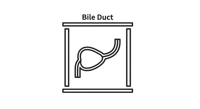 Bile Duct Anatomy Illustration: Gallbladder and Ducts Medical Diagram