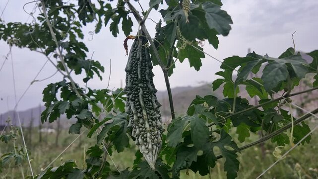 bitter gourd (karela) grown on a climbing vine, a staple vegetable in pakistan.