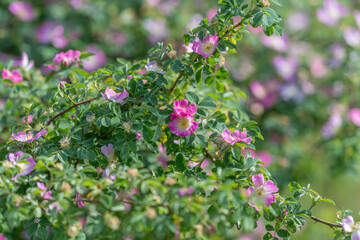 Fototapeta premium Wild rose bush with pink blooms