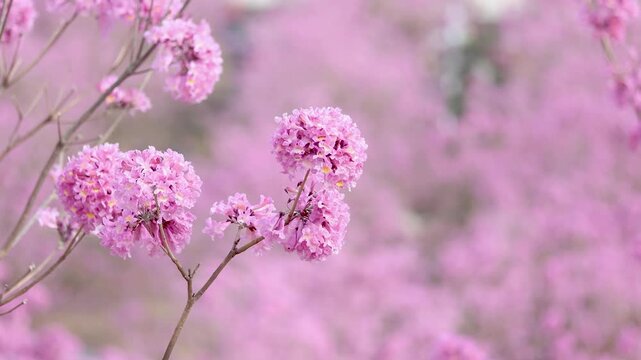 Pink Tabebuia Rosea Flowers Blooming in Springtime on a Sunny Hillside