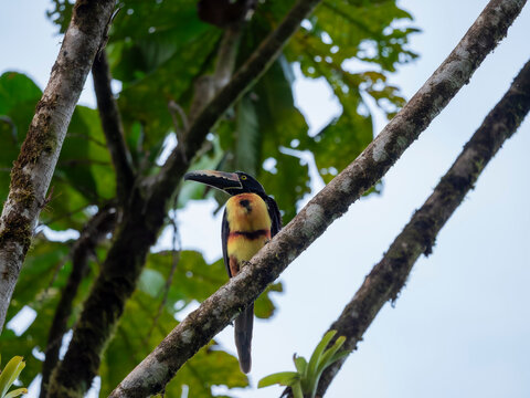 Toucan-like aracari framed by mossy branches in Costa Rica