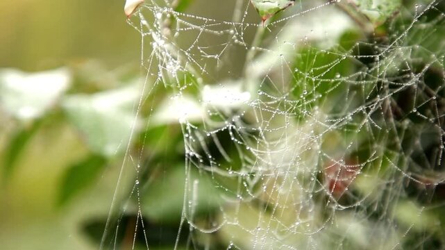 Lots of cobwebs on tree branches in spring with dew
