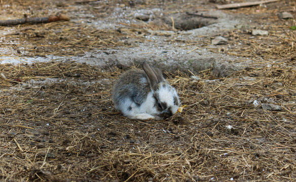 Baby rabbit. A little defenseless rabbit. Vulnerability.
