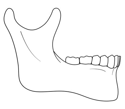 Human mandible line art illustration. Outline drawing of the lower jawbone in profile view.