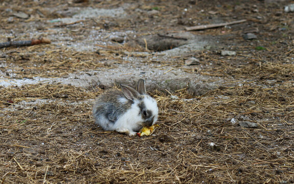 Baby rabbit. A little defenseless rabbit. Vulnerability.