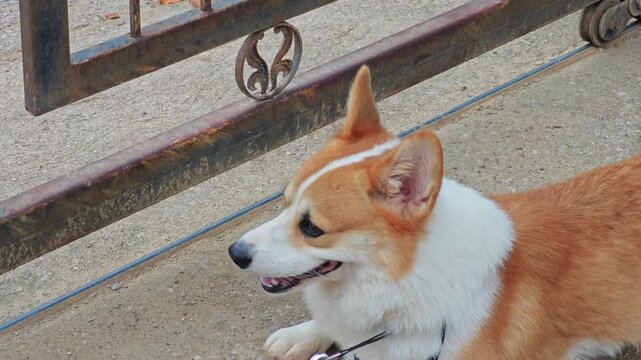 High angle view of a cute Welsh Corgi dog outdoors.