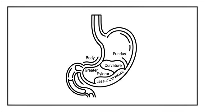 Anatomical Diagram of the Human Stomach: Parts Labeled - Fundus, Body, Pylorus