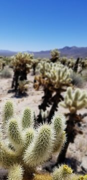 Cholo Cacti in Joshua Tree National Park with Mountains in Background