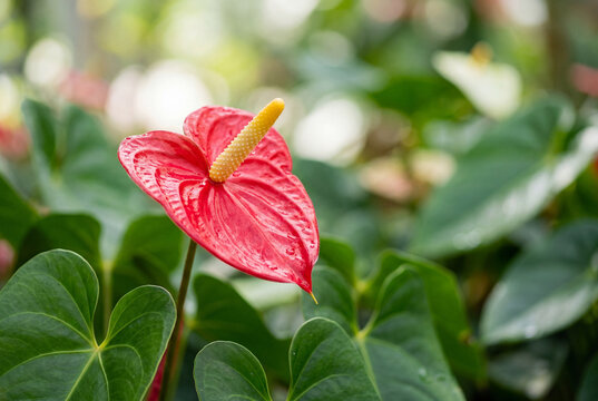 Bright red anthurium flower with yellow spadix surrounded by glossy green leaves