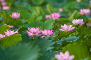 Fototapeta premium Blooming Lotus Flowers Across a Lush Summer Pond
