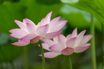 Obraz premium Twin Pink Lotus Flowers in Full Bloom