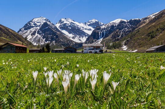 Sertig, Switzerland - May 23. 2026:  Hotel Walserhuus with white crocus flower at the foreground and Ducan Mountain at the background in spring time. It is a popular recreation for sports area.