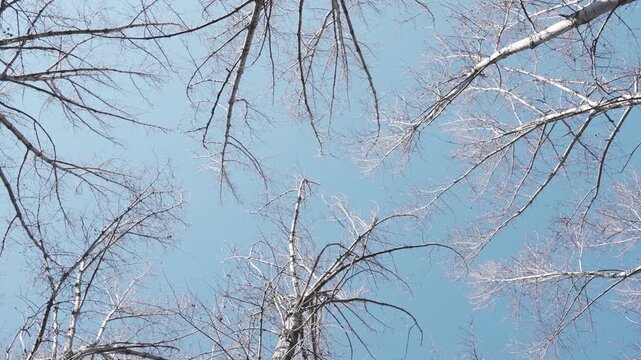 Low angle view of bare birch tree branches against a clear blue sky