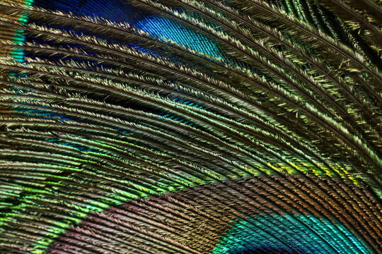 Close up of peacock feather.