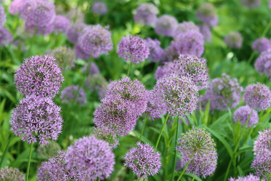 Round purple allium flower heads in a garden