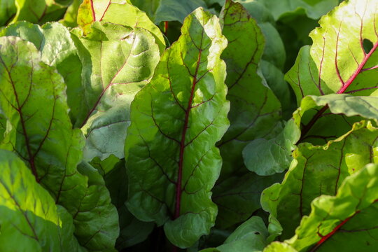 Green leaves in the garden.