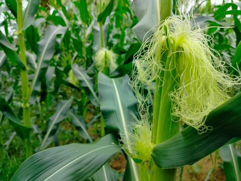 close up of fresh corn silk on young maize plant in productive agricultural field