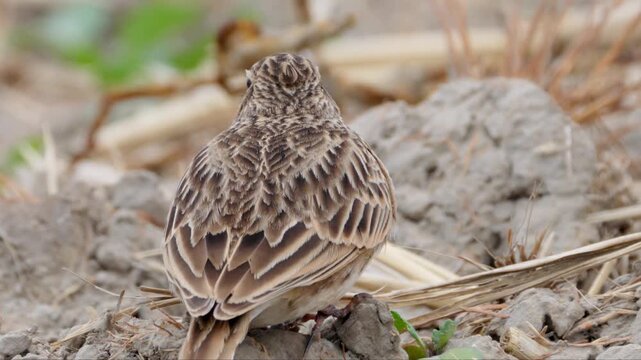 Close-up of a small brown pipit bird sitting and foraging on dry agricultural soil in its natural habitat.
