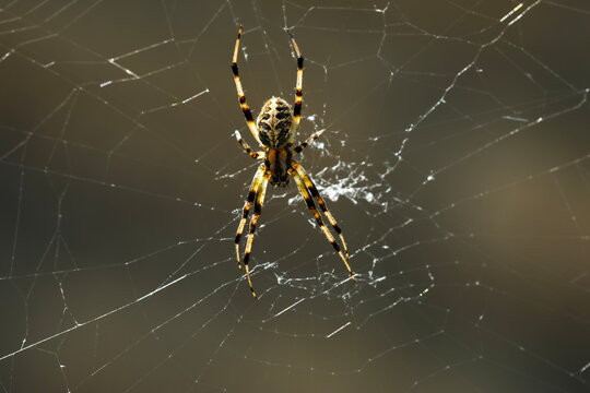Spider on the web.