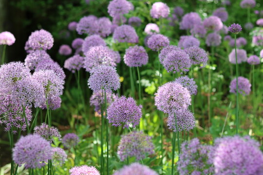 Round purple allium flower heads in a garden