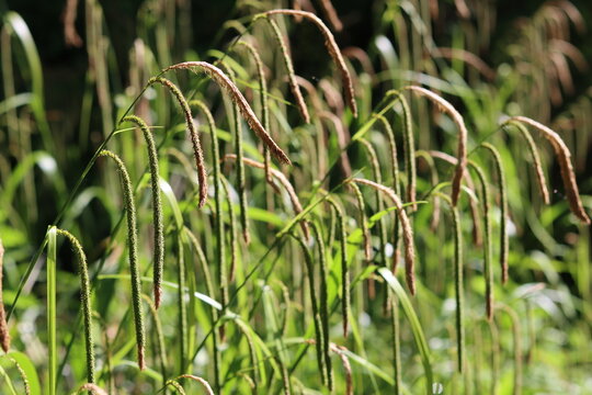 Pendulous sedge or carex pendula drooping flower spikes