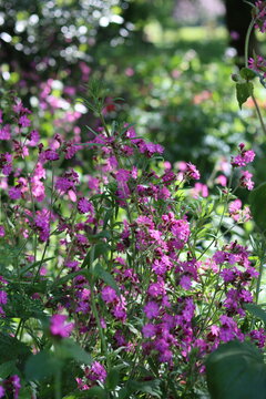 Red campion flowers in a meadow
