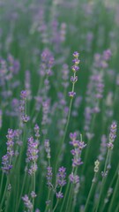Obraz premium Purple lavender stems blooming in a field, soft green background