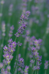 Obraz premium Fragrant lavender in bloom, natural bokeh of a summer field
