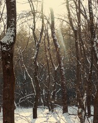 Fototapeta premium Untouched winter forest with snow-dusted trunks and twigs 