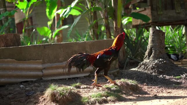 Rooster standing in a rural backyard with tropical vegetation in daylight