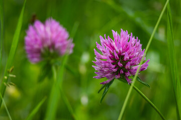 Fototapeta premium Vibrant red clover blossoms rise among tall grass. One flower sharp and foreground another softly blurred behind. Lively meadow macro celebrates pollinator friendly wild plants.