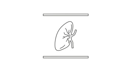Fototapeta premium Kidney Anatomy Illustration