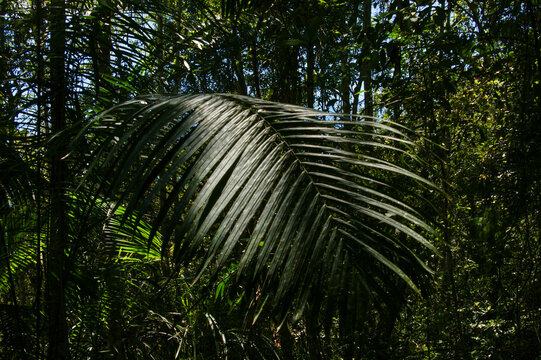 Sunlit Palm Frond in the Tropical Rainforest of Sarawak, Borneo