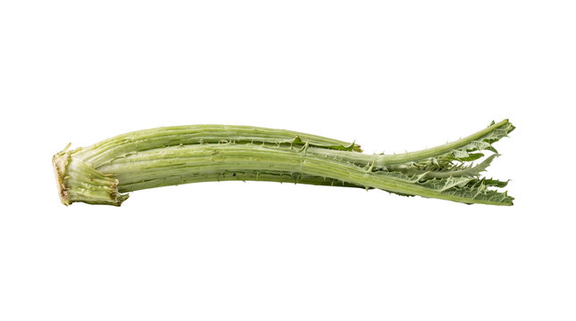Fresh Green Cardoon Stem Isolated on White Background Transparent PNG Organic Mediterranean Vegetable
