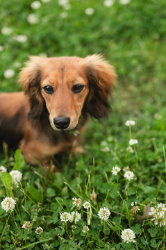 Long haired dachshund dog standing in green grass with clover