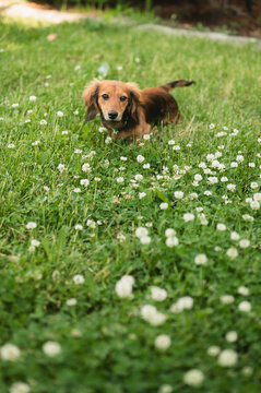 Long haired dachshund puppy in a clover field in backyard