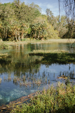 Lush green Florida spring on sunny day at Rainbow Springs State Park