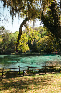 Swimmers enjoy Rainbow Springs State Park, Florida