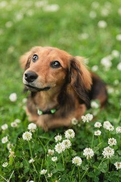Sweet long haired dachshund puppy in a clover flowers at home