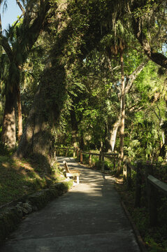 Peaceful paved path through forest at Rainbow Springs State Park