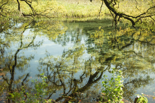 Tree branches reflecting in a clear tranquil pond in Florida
