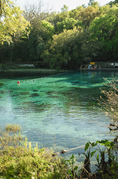 Crystal-clear swimming spring at Rainbow Springs State Park, Florida