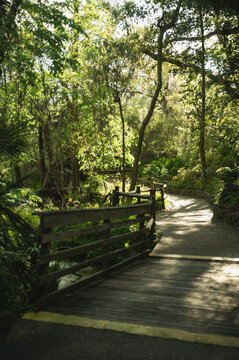 Winding forest pathway in Rainbow Springs State Park, Florida