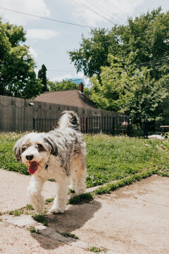 Happy shaggy dog walks in a sunny backyard