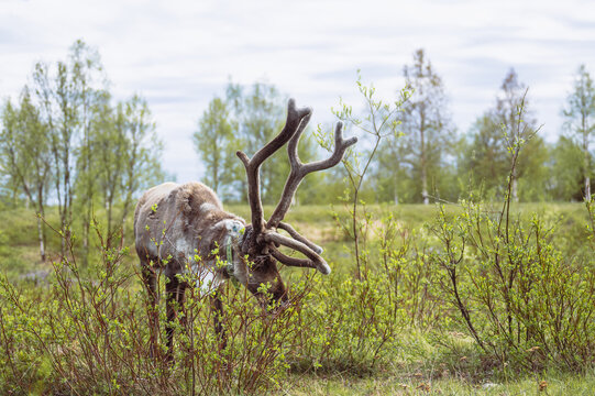Reindeer with velvet antlers grazes in a green field in Lapland