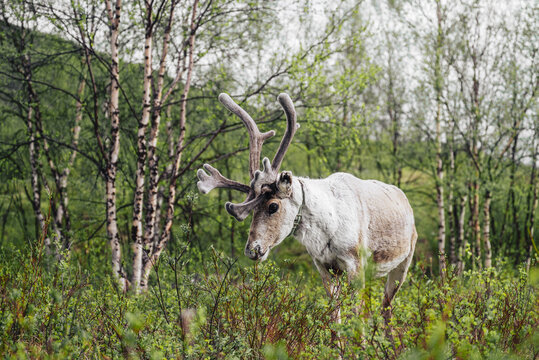 White reindeer grazes in a lush green birch forest