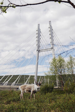 White reindeer standing near modern bridge in green Lapland landscape